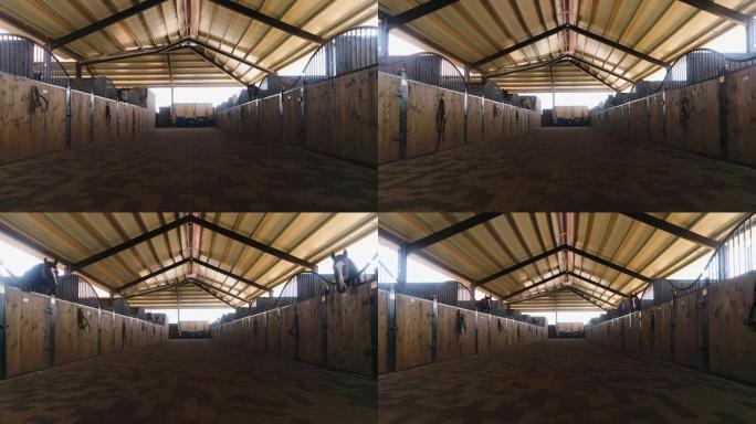 内部景观或马种马谷仓牧场。空中多莉白天在乡村的马农舍拍摄。在屋顶庇护所等待训练的马术摊位