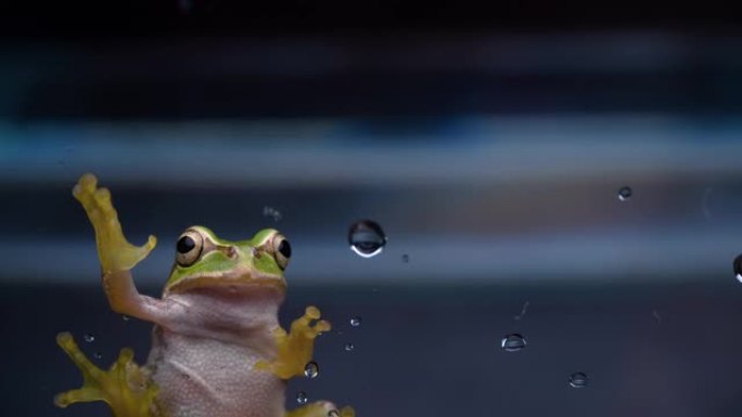树蛙