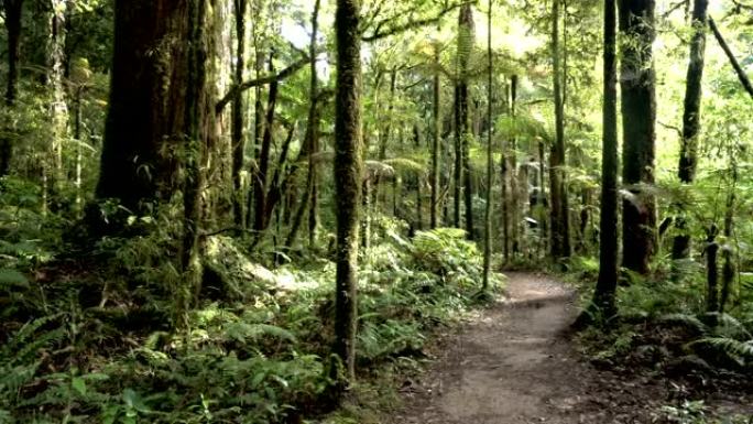 新西兰野生自然绿色原始森林中的步行方式