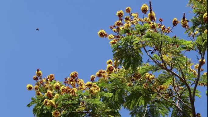 紫檀树明亮芬芳的黄色花朵在微风中摇曳