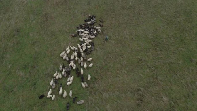 牧羊人。牧羊人放牧羊。鸟瞰图。