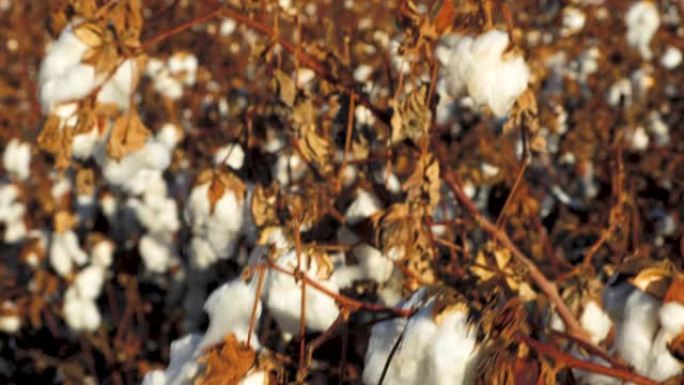 棉花种植园有机种植农产品棉花