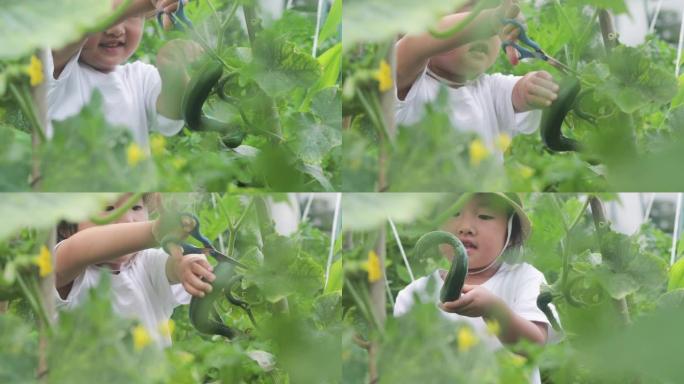 女孩在花园里收获黄瓜
