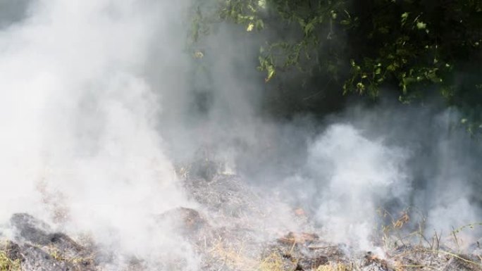 在树的背景上关闭燃烧着浓烟的森林的视频拍摄。夏季慢动作中带有火炎的白色烟熏林地的前视图。生态灾难全球