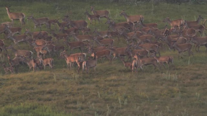 奔跑的马鹿组 (Cervus elaphus)，俄罗斯