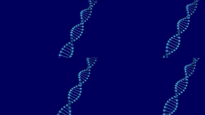 DNA菌株在蓝色背景上旋转的动画