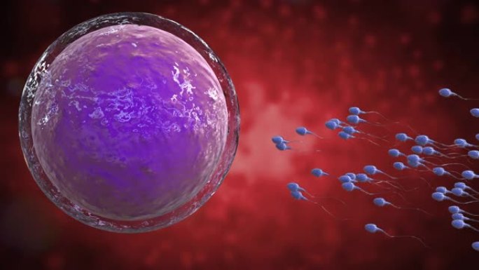 精子与卵子受精