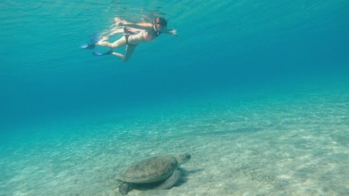 海。一个戴着水下面具的女孩和一只大乌龟在海里游泳。埃及。红海。