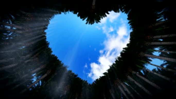 透过棕榈树的心脏向上看，放大，延时云，高清