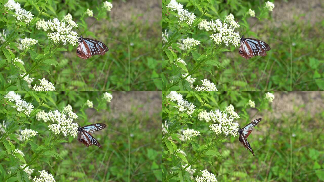 纯种上的栗子虎蝶