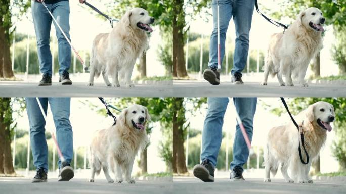 年轻的盲人，白色的拐杖和导盲犬在公园的人行道上行走