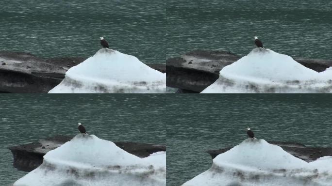 大胆的鹰停在阿拉斯加冰川湾的冰山上。大冰山上有大胆的鹰。