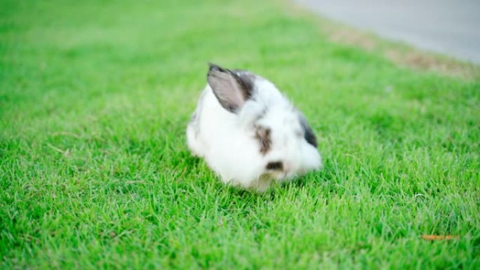小兔子他在绿草地上跑。复活节等世界主要节日的概念。
