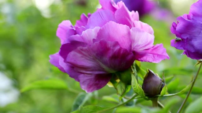 紫牡丹花自然背景