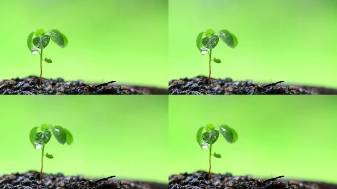 小植物树芽的慢动作浇水。可持续发展，绿色环境关怀，全球变暖保护，种植和可持续发展的概念。