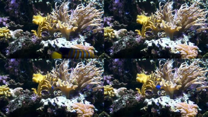 特写。米色珊瑚生长。一条蓝色的小鱼正在游泳。