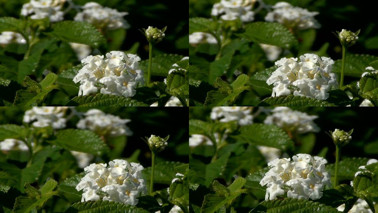 在春天的花园中，在白色的兰塔那卡马拉花(白色的大手帕)上选择性的聚焦滴。