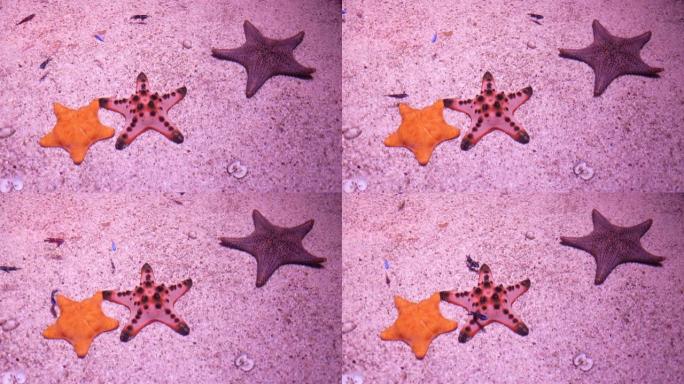 特写鱼缸里的星星鱼。