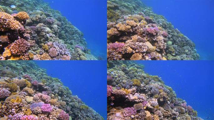 美丽的珊瑚礁上的海洋生物，红海上有很多热带鱼-Marsa Alam