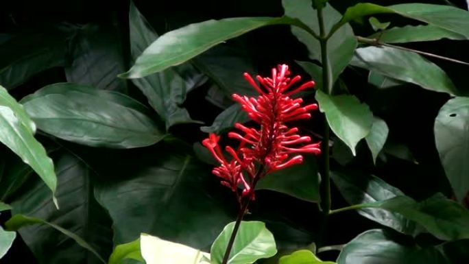 绿色背景下的红色喷泉灌木花 (Russelia equisetiformis)。又称鞭炮、珊瑚喷泉或