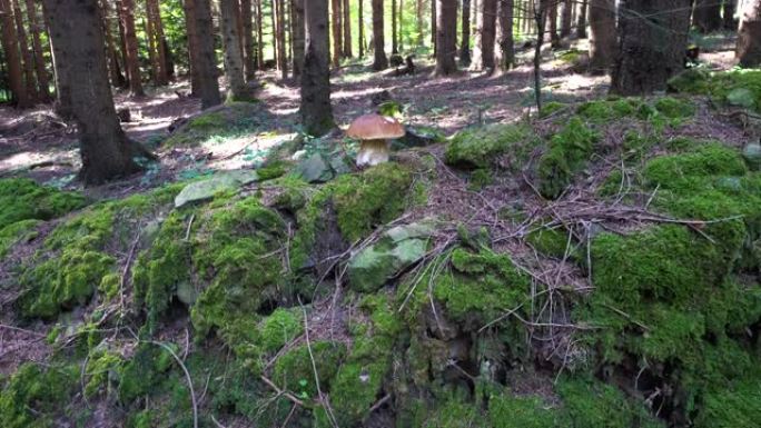 森林中的牛肝菌悬崖大自然