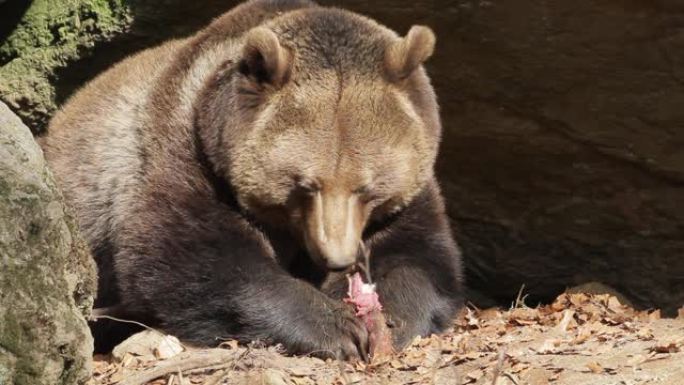 熊吃生肉