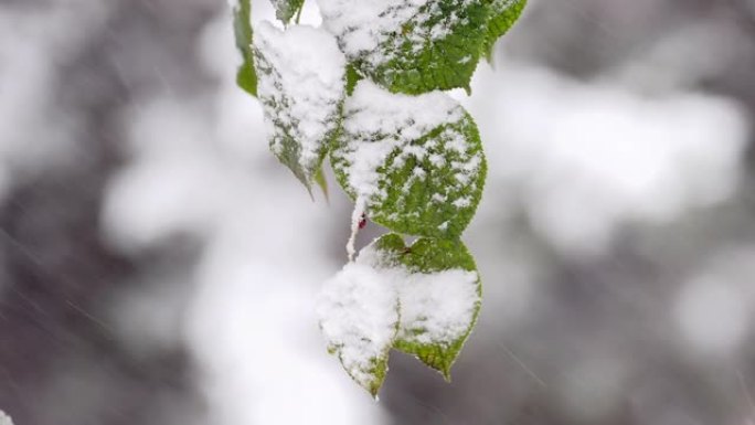 雪叉绿叶上树枝雪山树枝绿色