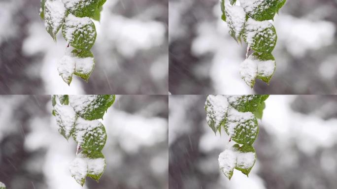 雪叉绿叶上树枝雪山树枝绿色