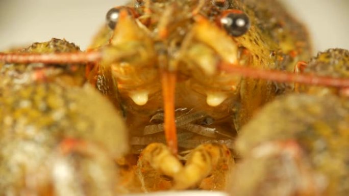 巨蟹座特写。甲壳动物的口腔和呼吸部分