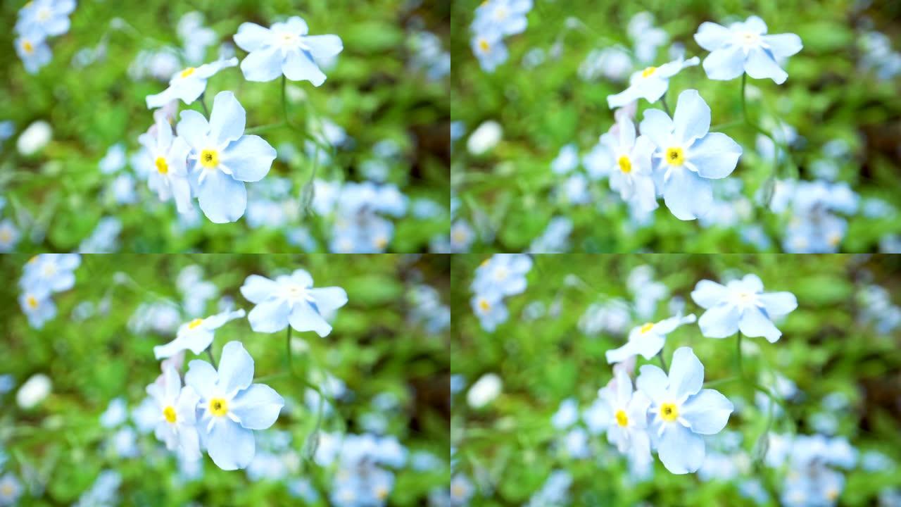 真正的勿忘我的花朵挥舞着蓝色的花朵