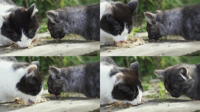 夏天猫在草丛里吃食物。宠物和街头猫的食物。