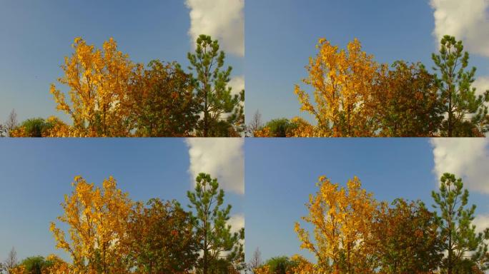 秋天的树木叶子发黄，秋天的天空多云，叶子发黄，