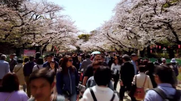 4k超级失误。日本东京上野公园的樱花落花