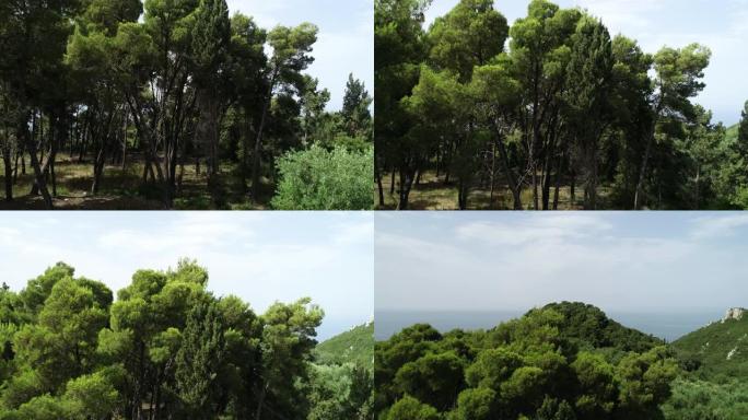 来自爱琴海沿海松树林希腊科孚岛的上升无人机剪辑