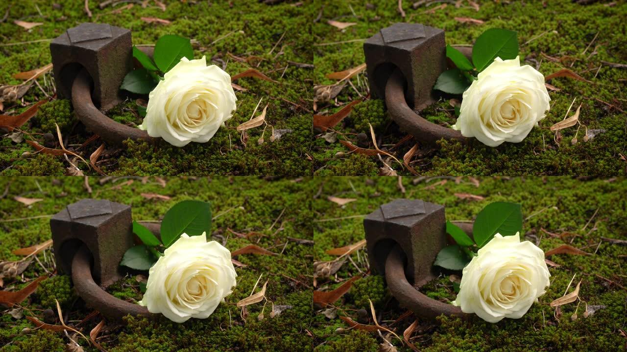 带玫瑰的地穴盖生态环境自然景色白色花