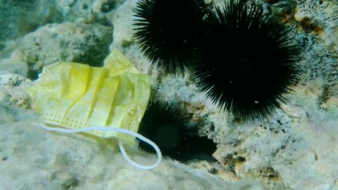 用过的黄色医用口罩躺在岩石海底的海胆上。冠状病毒新型冠状病毒肺炎正在造成污染，因为废弃的二手口罩会污