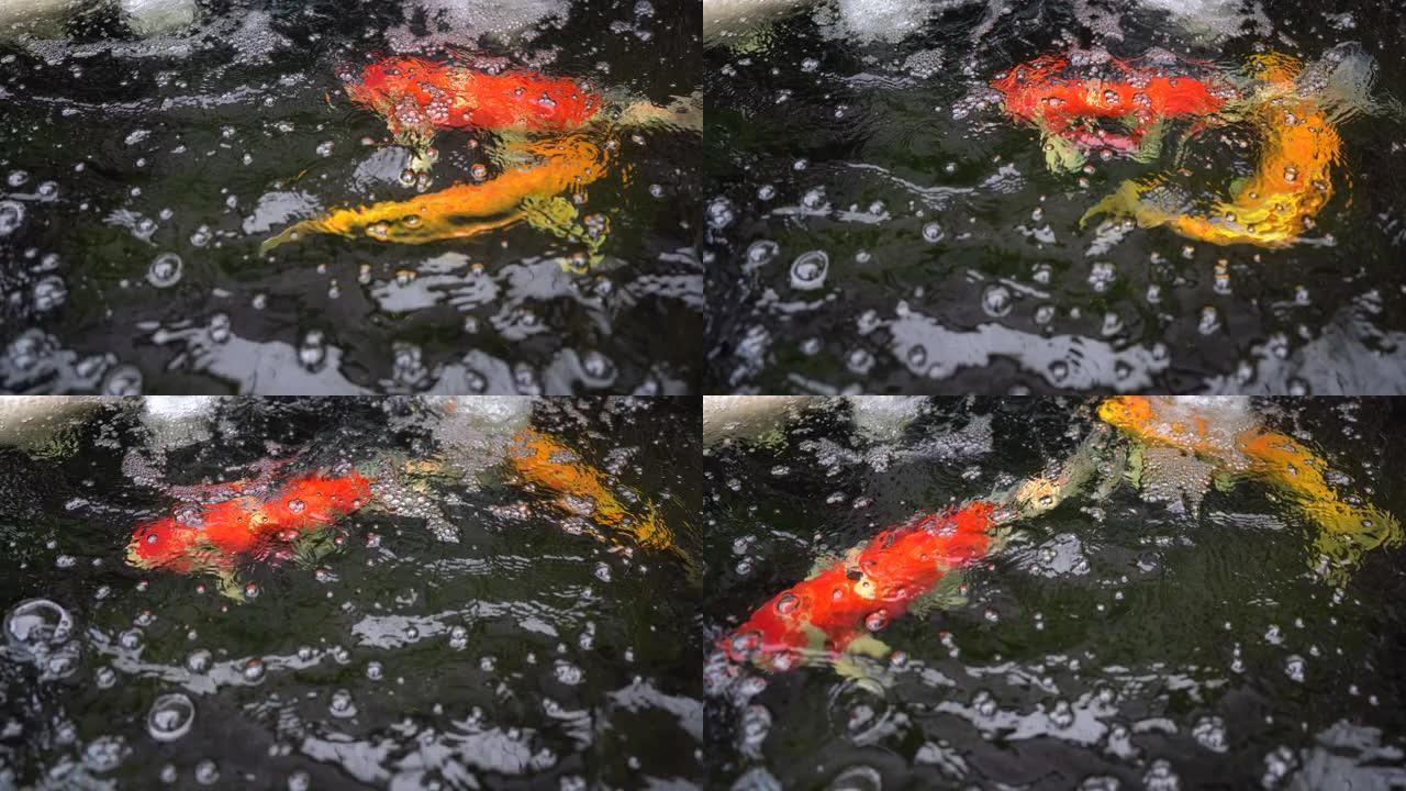 池塘里有大锦鲤，水中有红金色的五彩鲤鱼，水中有美丽的锦鲤宠物