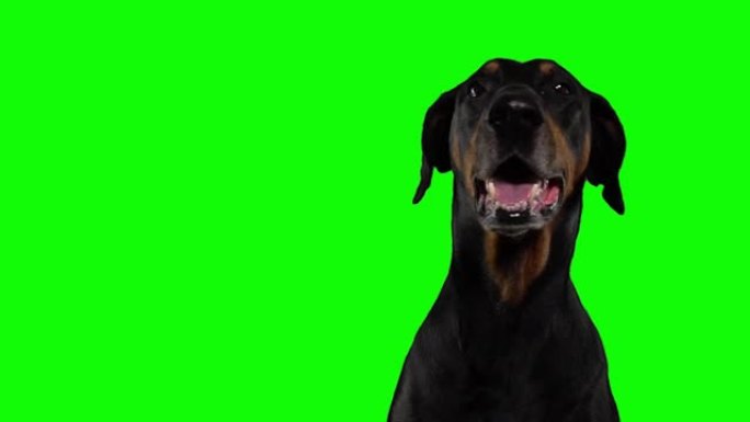 绿色背景上疲惫的杜宾犬的肖像狗正在呼吸
