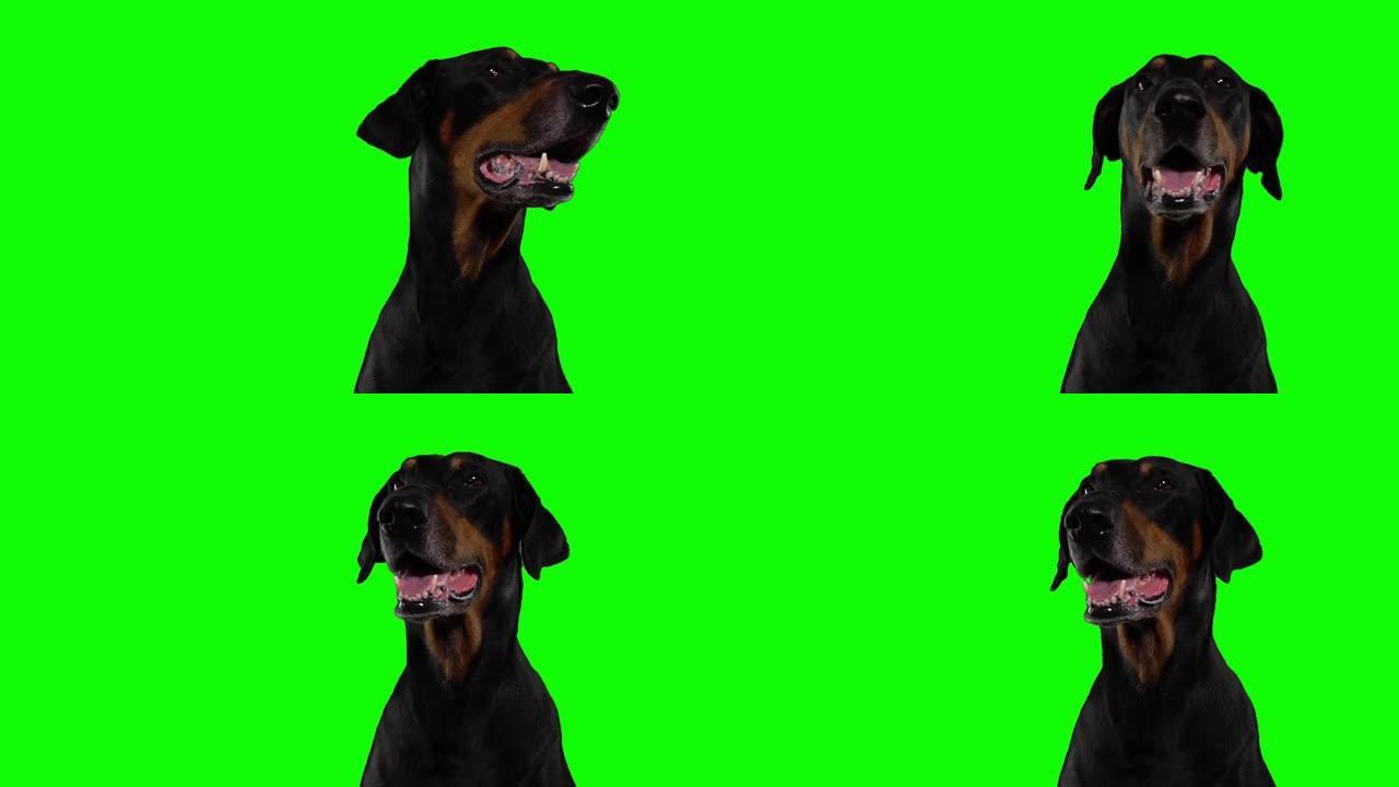 绿色背景上疲惫的杜宾犬的肖像狗正在呼吸