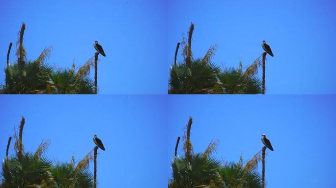 一只秃鹰坐在一棵枯死的棕榈树上。4K