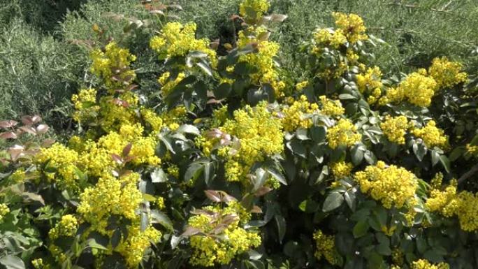 黄色的花 (拉丁语.Mahonia aquifolium)