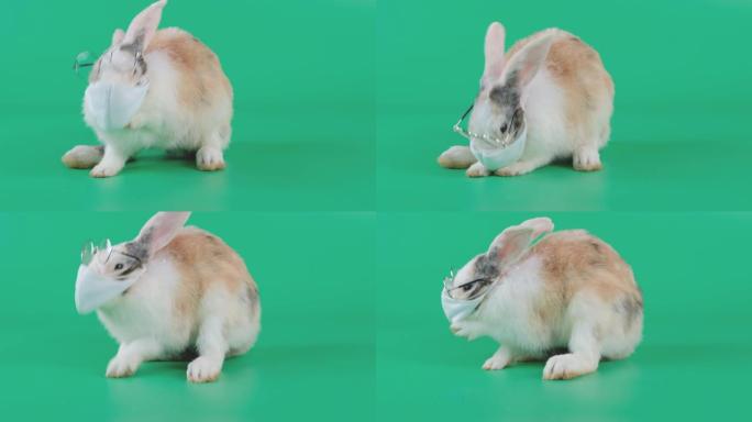 长耳棕色图案白兔戴口罩和眼镜移动看起来像打喷嚏停留在绿色屏幕上