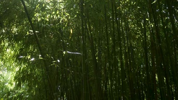 高大的绿色竹子生长