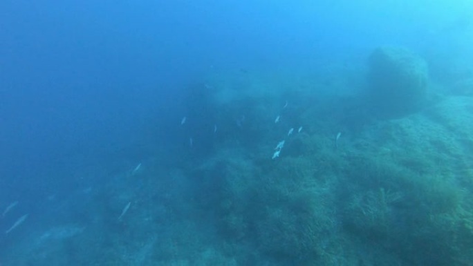 海底镜头 -- 多云水中的小金枪鱼鱼