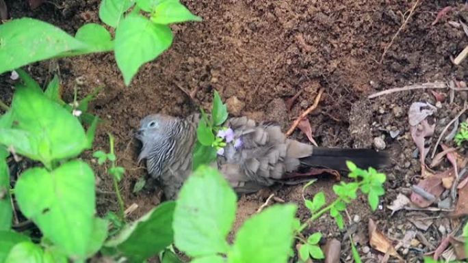 放大和缩小躺在土壤坟墓上的死鸽子或哥伦布鸟的镜头