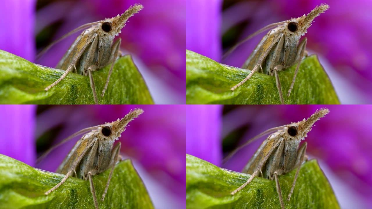 长鼻蛾的微距拍摄。