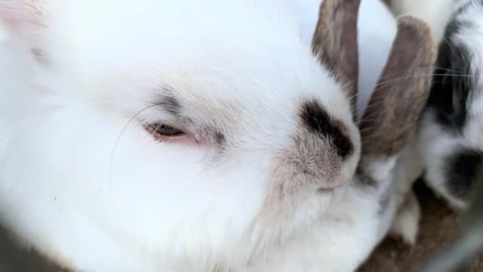 家养毛茸茸的白色和黑色斑点农场兔子兔子在动物农场的笼子后面，牲畜食用动物在笼子里生长并食用食物