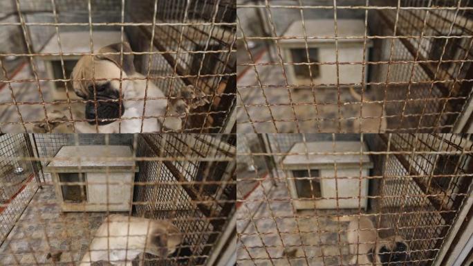 悲伤的狗在篱笆后面的庇护所中等待被救出并被收养到新家