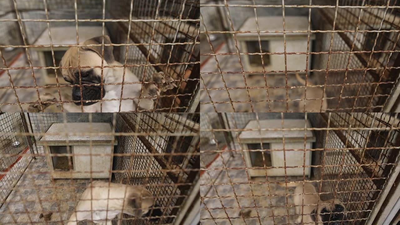 悲伤的狗在篱笆后面的庇护所中等待被救出并被收养到新家