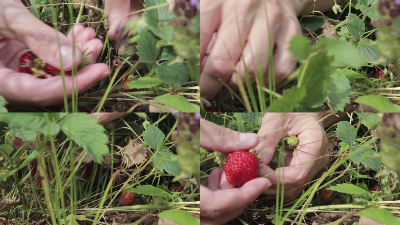 女性手采摘收集新鲜有机成熟草莓，特写